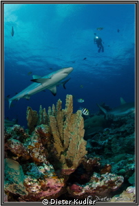 Vertigo, Yap Island; Nikon D7000, ISO400, 10mm, 1/160, f13 by Dieter Kudler 